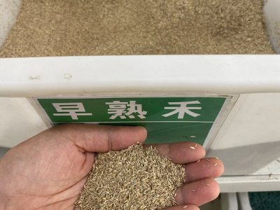 一斤草坪種子能撒播多少面積