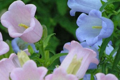 風鈴花有香味嗎？