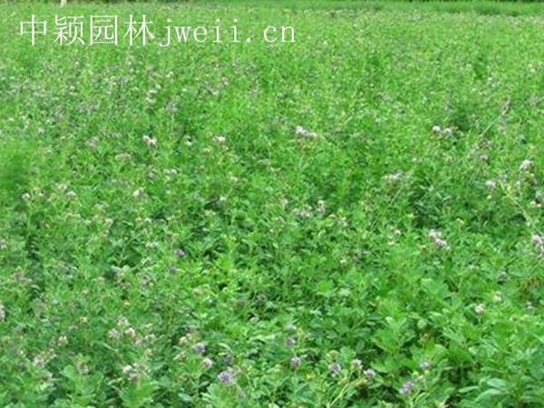 1684834025672838.jpg 紫花苜蓿.jpg