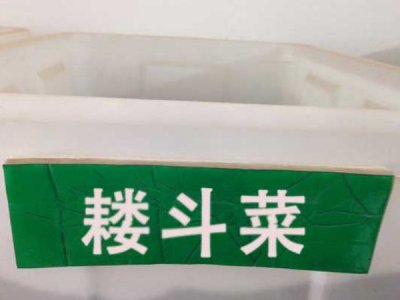 耬斗菜種子
