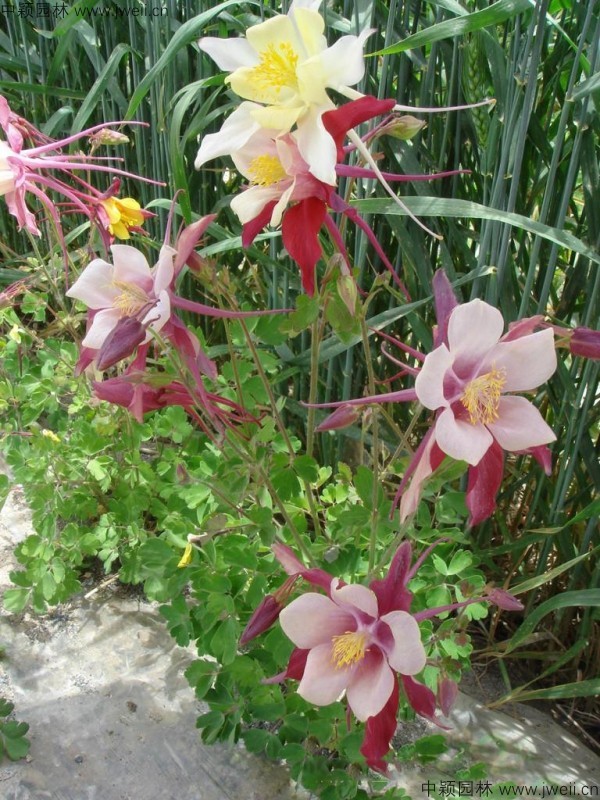 耬斗菜種子11.jpg