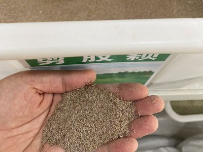 華北地區適合的草坪種子