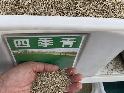 草坪種子什么時候播種