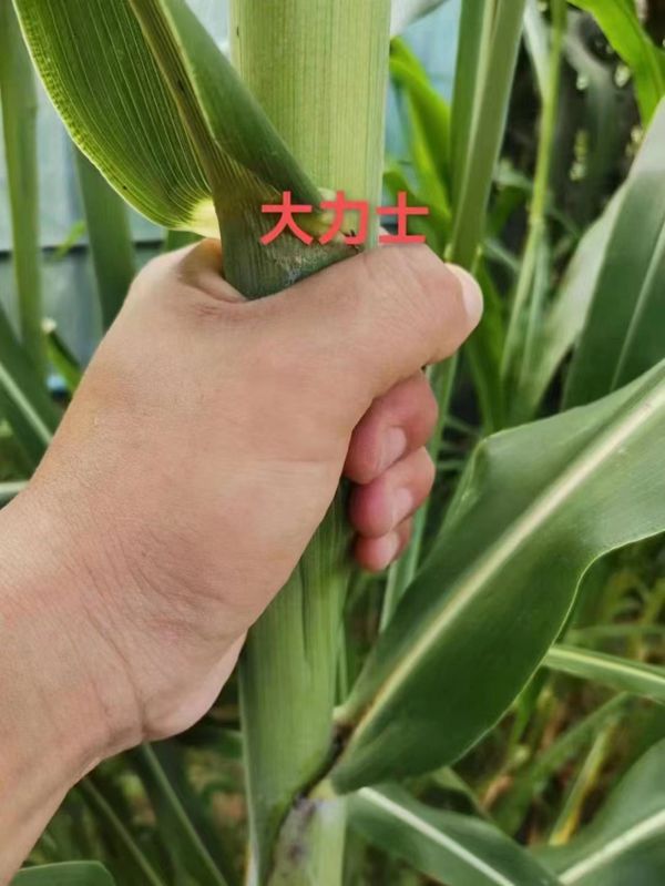 1685424722653494.jpg 甜高梁.jpg