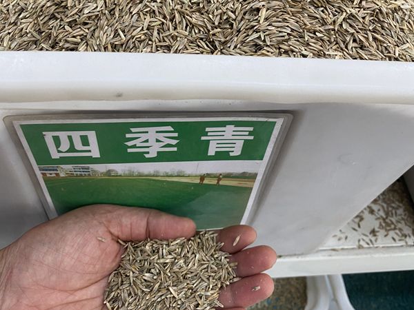 1685611778629459.jpg 種子8.jpg