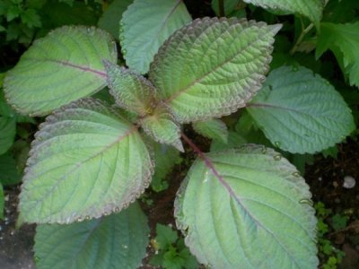 紫蘇5月份可以種植嗎？