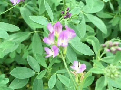 浙江牧草種子批發