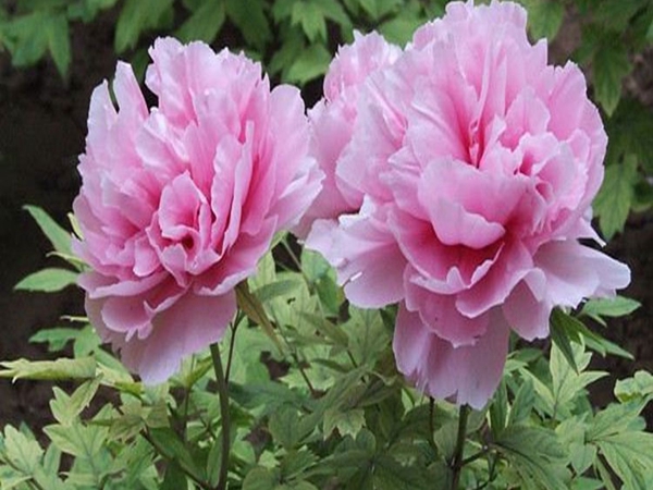 1686191441453605.jpg 牡丹4.jpg