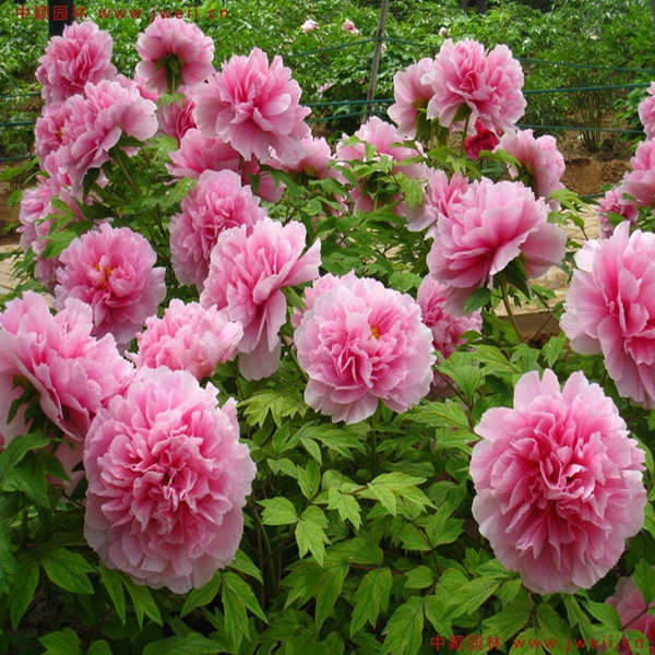 1686191444240397.jpg 牡丹.jpg