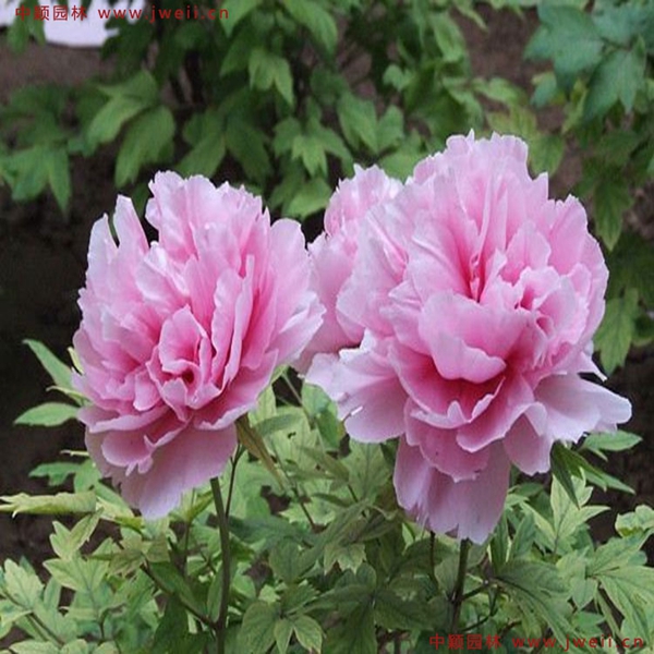 1686197233481463.jpg 牡丹11.jpg