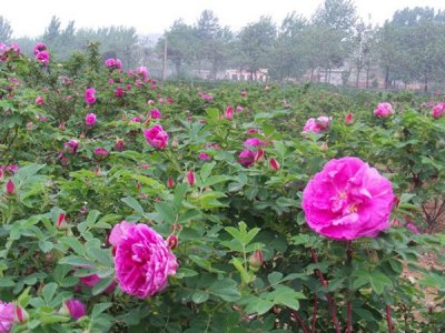 夏季可以移栽薔薇嗎？