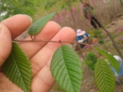櫸樹
