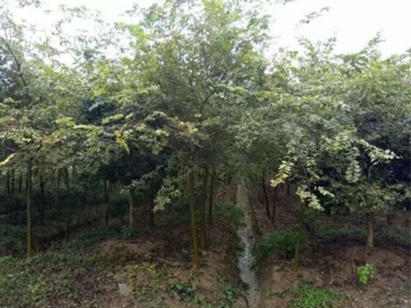 櫸樹1.jpg