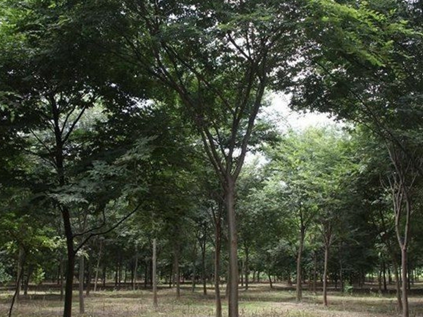 櫸樹4.jpg