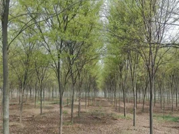 櫸樹6.jpg