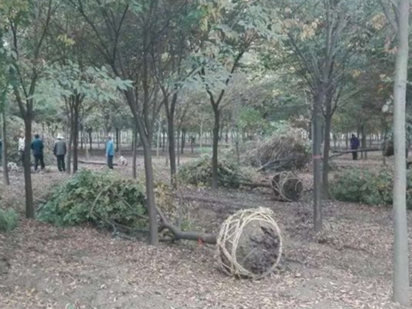 櫸樹8.jpg