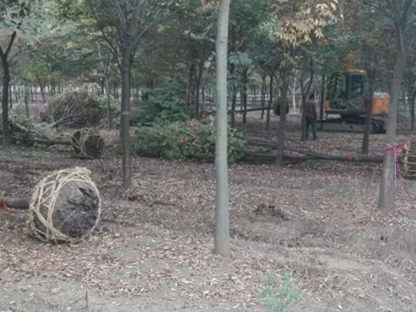 櫸樹9.jpg
