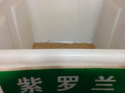 紫羅蘭種子