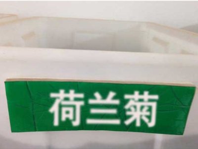 荷蘭菊種子