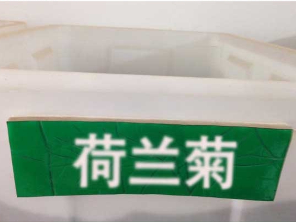 荷蘭菊.jpg