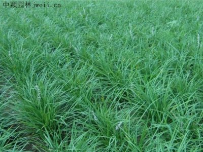 麥冬草夏季種植能成活嗎？