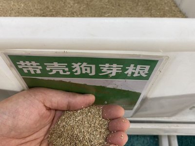 狗牙根種子