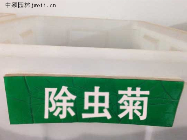 除蟲菊.jpg