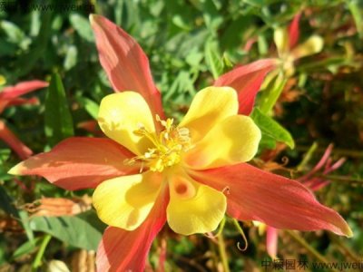 當年花種子當年種可以嗎？