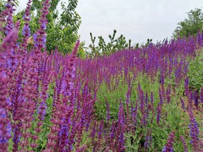 薰衣草六月份可以種植嗎？