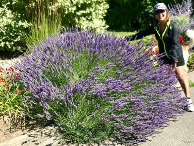薰衣草在東北可以種植嗎？