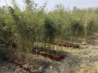 青竹苗六月份種植能活嗎？