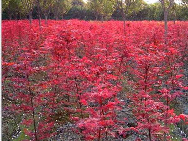 1687851049874660.jpg 日本紅楓3.jpg