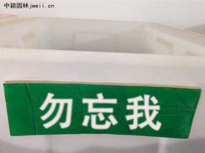 勿忘我種子