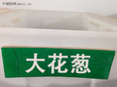 大花蔥種子