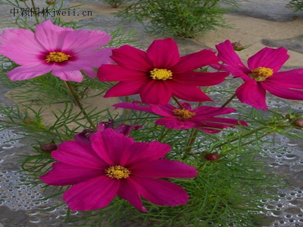 格桑花7.jpg