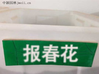 報春花種子