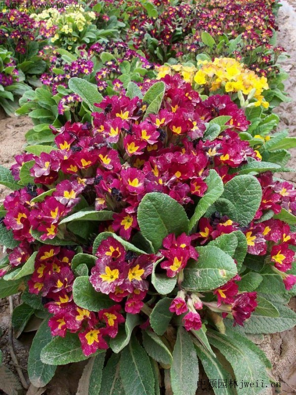 報春花13.jpg