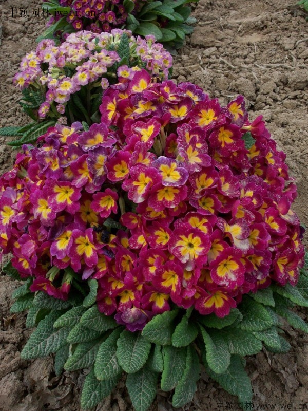 報春花4.jpg