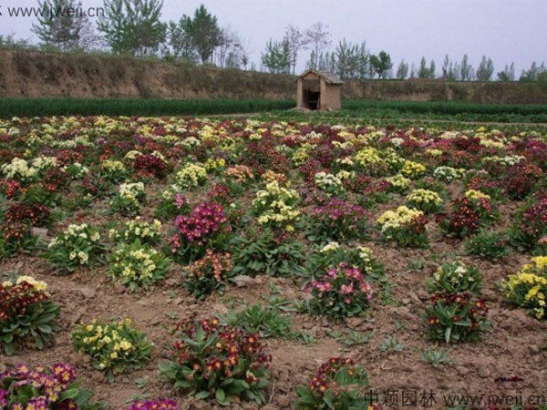 報春花18.jpg