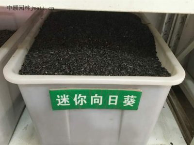 迷你向日葵種子