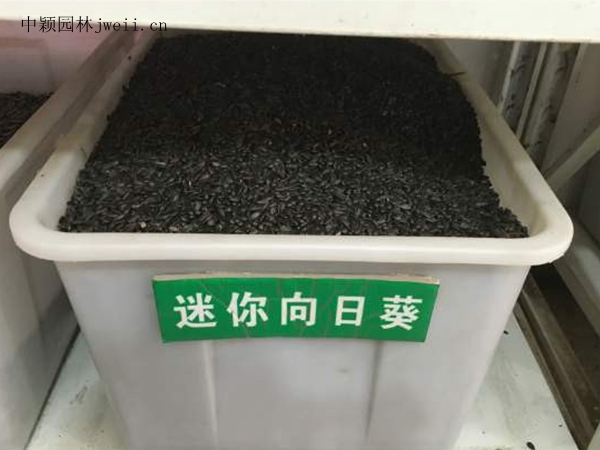 迷你向日葵種子.jpg