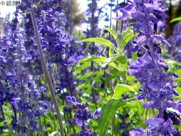 藍花鼠尾草3.jpg