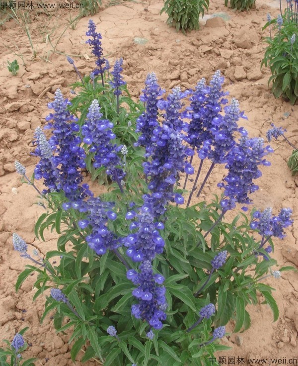 藍花鼠尾草11.jpg