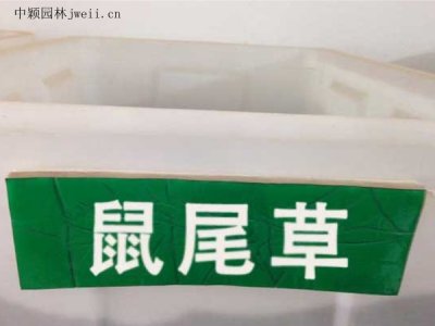 鼠尾草栽培技術
