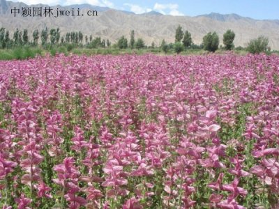 鼠尾草是宿根花卉嗎？