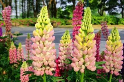 花卉魯冰花播種后多久能開花？
