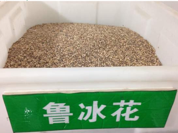 1690024738415837.jpg 魯冰花.jpg