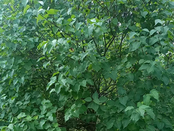 1690532713426216.jpg 丁香樹4_副本.jpg