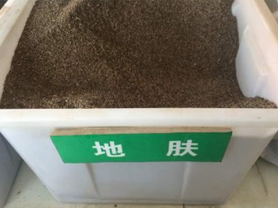 地膚草農歷五月份種，還能開花嗎？