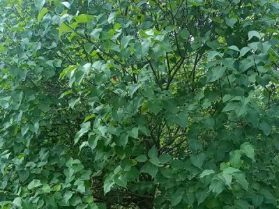 夏季移栽丁香樹需要剪嗎？